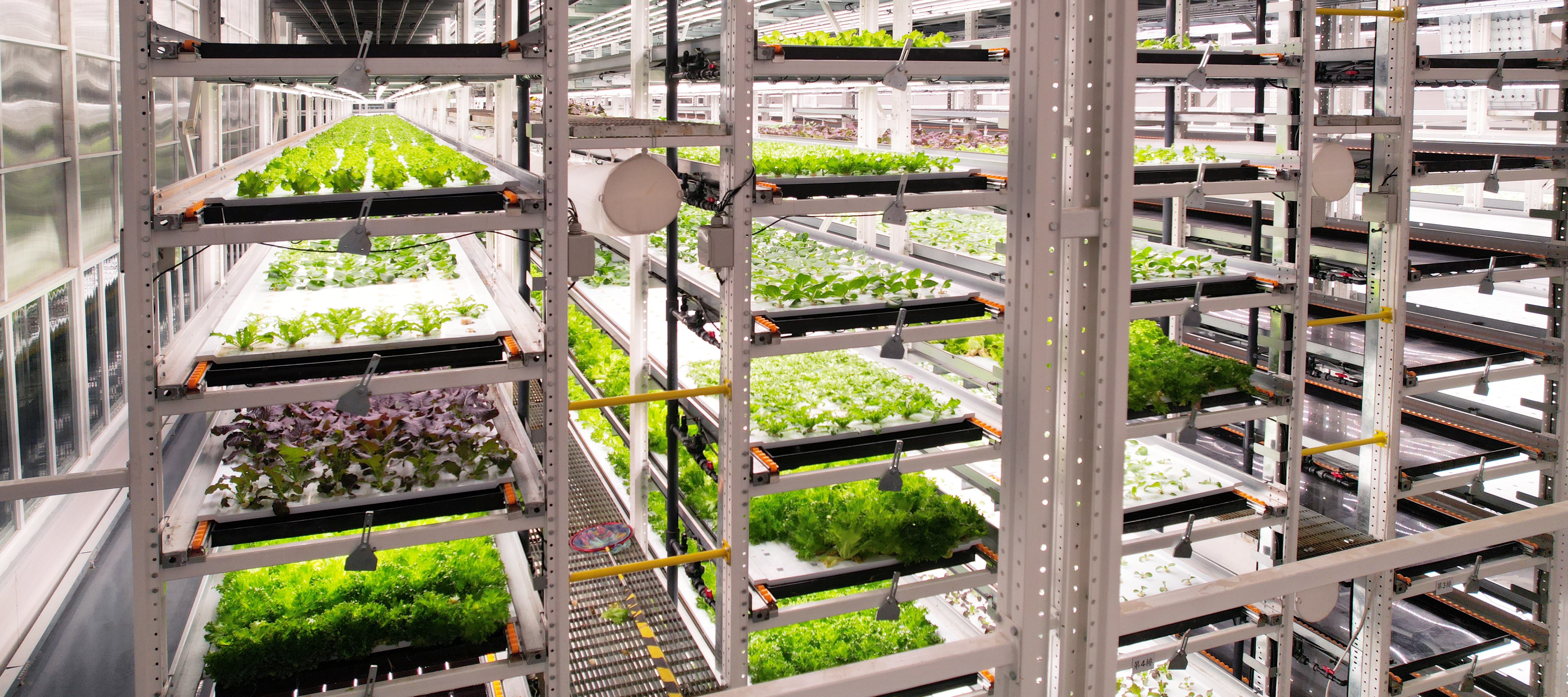 888集团植物工厂蔬菜20231206 (2)_看图王.JPG